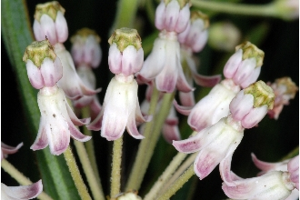 <i>Acerates floridana</i> (Lam.) Hitchc.