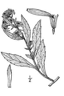 <i>Aster pantotrichus</i> S.F. Blake var. thyrsoides (A. Gray) S.F. Blake