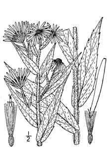<i>Weberaster modestus</i> (Lindl.) Á. Löve & D. Löve