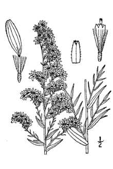 <i>Aster ericoides</i> L. var. prostratus (Kuntze) S.F. Blake