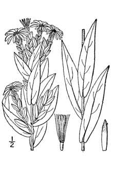 <i>Aster praealtus</i> Poir. var. nebraskensis (Britton) Wiegand