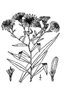 <i>Symphyotrichum longifolium</i> (Lam.) G.L. Nesom, as to type