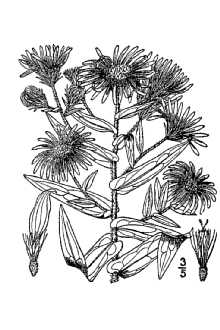 <i>Lasallea novae-angliae</i> (L.) Semple & L. Brouillet