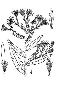 <i>Aster oblongifolius</i> Nutt. var. rigidulus A. Gray