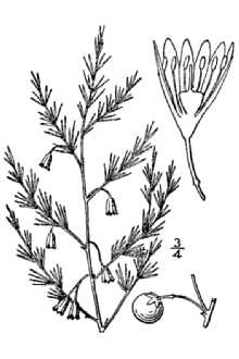 <i>Asparagus officinalis</i> L. ssp. officinalis