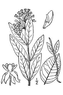 Oval-leaf Milkweed