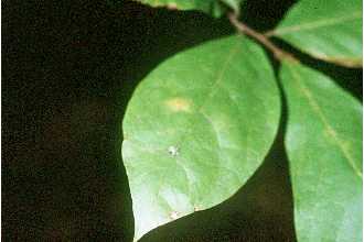 Smallflower Pawpaw