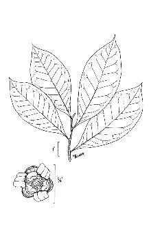 Smallflower Pawpaw