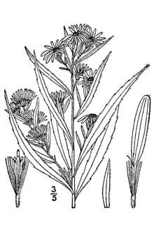 <i>Aster lanceolatus</i> Willd. var. simplex (Willd.) A.G. Jones