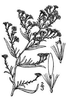 <i>Aster pilosus</i> Willd. ssp. parviceps (Burgess) A.G. Jones