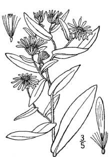 <i>Aster foliaceus</i> Lindl. ex DC. var. canbyi A. Gray