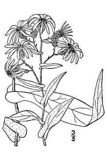 <i>Aster phlogifolius</i> Muhl. ex Willd.