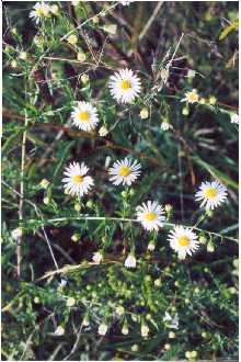 <i>Aster ramosissimus</i> auct. non Mill.