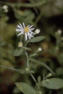 <i>Aster pilosus</i> Willd. var. platyphyllus (Torr. & A. Gray) S.F. Blake