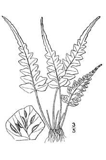 <i>×Asplenosorus pinnatifidus</i> (Nutt.) Mickel
