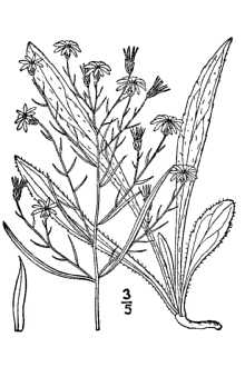 <i>Aster ericoides</i> sensu Aiton var. pringlei A. Gray