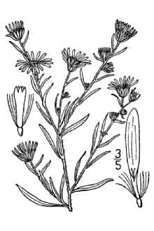 <i>Aster pilosus</i> Willd. var. priceae (Britton) Cronquist