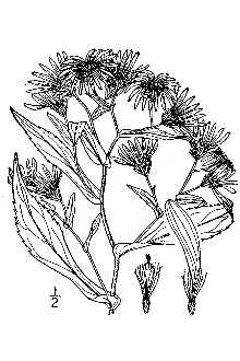 <i>Aster prenanthoides</i> Muhl. ex Willd.