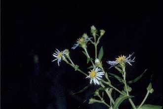 <i>Aster prenanthoides</i> Muhl. ex Willd.