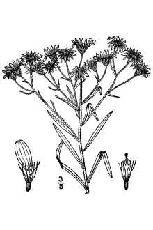 <i>Aster ptarmicoides</i> (Nees) Torr. & A. Gray var. georgianus A. Gray