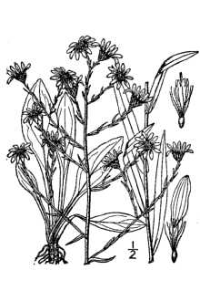 <i>Aster laevis</i> L. var. purpuratus (Nees) A.G. Jones