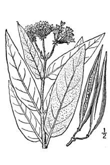 <i>Asclepias incarnata</i> L. var. pulchra (Ehrh. ex Willd.) Pers.