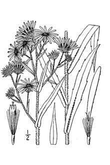 <i>Symphyotrichum firmum</i> (Nees) G.L. Nesom