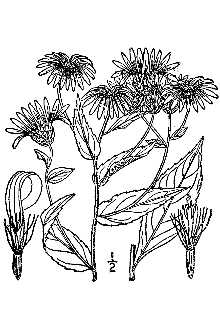 Low Rough Aster
