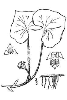 <i>Asarum rubrocinctum</i> Peattie