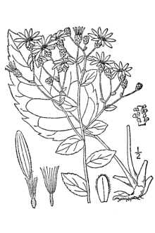 <i>Aster macrophyllus</i> L. var. velutinus Burgess