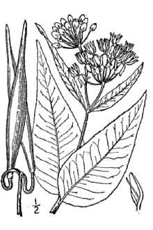 <i>Asclepias laurifolia</i> Michx.
