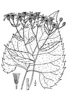 <i>Aster glomeratus</i> (Bernh. ex Nees) Burgess