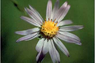 Barrens Silky Aster