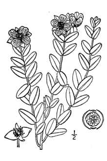 <i>Ascyrum cuneifolium</i> Chapm.