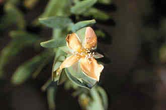 <i>Hypericum stans</i> (Michx. ex Willd.) P. Adams & N. Robson
