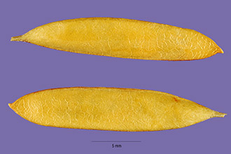 <i>Astragalus macgregorii</i> (Rydb.) Tidestr.