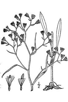 <i>Aster subulatus</i> Michx. var. obtusifolius Fernald