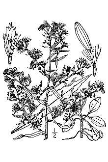 <i>Aster vimineus</i> Lam. var. saxatilis Fernald