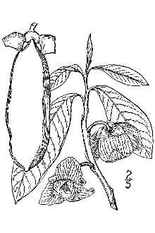 <i>Orchidocarpum arietinum</i> Michx., nom. inval.