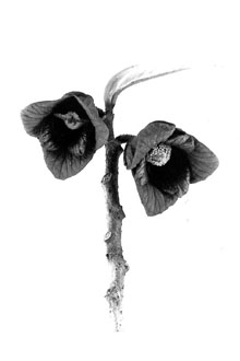 <i>Orchidocarpum arietinum</i> Michx., nom. inval.