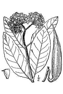 <i>Biventraria variegata</i> (L.) Small