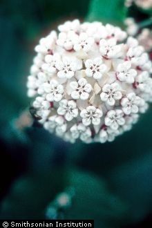 <i>Biventraria variegata</i> (L.) Small