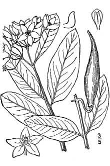 <i>Asclepiodora viridis</i> (Walter) A. Gray