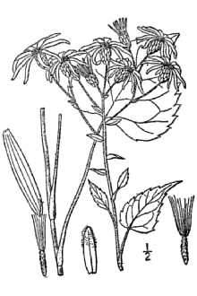 <i>Aster macrophyllus</i> L. var. sejunctus Burgess