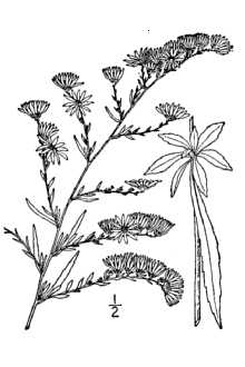 <i>Aster lateriflorus</i> (L.) Britton var. hirsuticaulis (Lindl. ex DC.) Porter