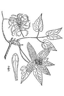 <i>Clematis verticillaris</i> DC. var. grandiflora B. Boivin