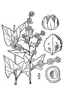 <i>Atriplex prostrata</i> Bouchér ex DC. var. triangularis (Willd.) Rauschert