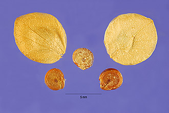 <i>Atriplex hortensis</i> L. var. atrosanguinea hort.