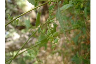 <i>Atriplex latifolia</i> Wahlenb.