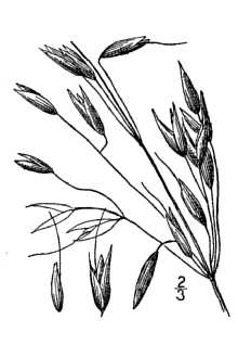 <i>Avena sativa</i> L. var. orientalis (Schreb.) Alef.